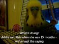 Disco the Talking Parakeet