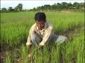 SRI Farming in Cambodia