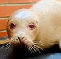 Seal pup