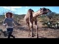 Camel vs Girl (in race!)