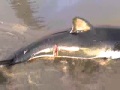 Baby Great White Shark in Morro Bay, California!!!