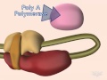 mRNA 5 prime cap and poly-A tail