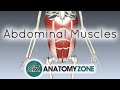 Muscles of the Anterior Abdominal Wall - 3D Anatomy Tutorial