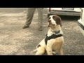 The ultimate bomb-sniffing dogs