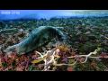 Life - Timelapse of swarming monster worms and sea stars - BBC One