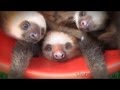 BUCKET OF SLOTHS