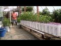 Dutch Bucket Hydroponics - How It Works & How to Make Your Own Buckets