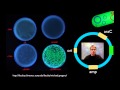 AP Biology Lab 6: Molecular Biology