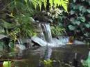 Aquascape Water Gardens, Water Features & Koi Ponds