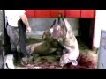 WHY Vegetarian WARNING GRAPHIC TRUTH Factory Farm MEAT Fish (MFA no PETA) HSUS ASPCA Animal Cruelty