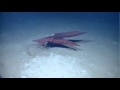 Squid species Pholidoteuthis adami mating Gulf of Mexico, April 13, 2012