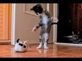 Kitten Versus Robotic Dog Toy & Adult Cat