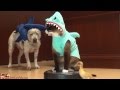 Cat Shark Duck Dog Roomba [FIXED]