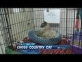 WEBCAST: Cat Travels Over A Thousand Miles From Home