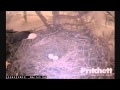 SOUTHWEST FLORIDA EAGLE CAM  12/3/2012  6:55 AM   HARRIET NEEDS A BREAK