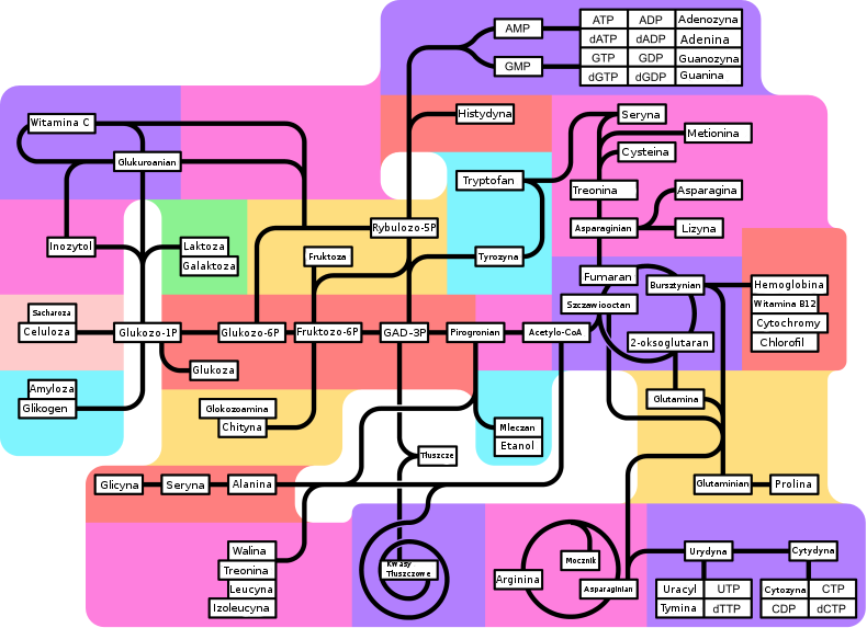 Metabolism 790px partly labeled pl.png