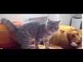 My cat does a funny ninja trick ! ( 忍者な猫 )