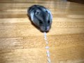 ハムスターお米掃除機 Hamster Vacuum Rice Cleaner