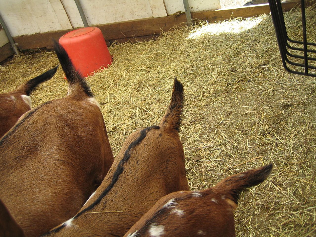 Several goats are shown with tails sticking either straight out or tilted up.