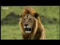 Cheetah vs lion - Big Cat Diary - BBC