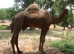 INDIA-CAMEL-JHARGRAM Two camels seen kept at the deer park in Jhargram after the forest protection committee members managed to catch them and handed over to the forest deptt from Brindabanpur area in jhargram after the owner fleed away afraid of joint force petrolling on wednessday in Eastern India ----- WN/BHASKAR MALLICK