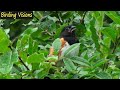 Eastern Towhee Song - Pennsylvania