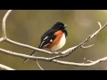 Eastern Towhee