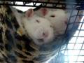 Pet rats - why it's important to have two or more