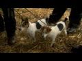 Jack Russels Hunting Rats