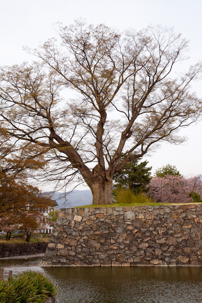 Mjolk_Kitka_Japan_2013--26