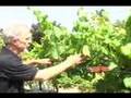 Grape Pruning