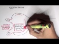 Nephrology - Glomerular Filtration