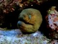 Moray Eel VS Octopus- 3 Different Face Off's