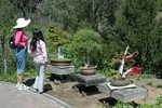 Visitors to the San Diego Friendship Garden in Balboa Park admire bonsai plants.