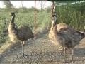 Documentary - EMU