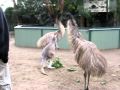 Kangaroo vs Emu: FIGHT!