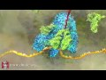 mRNA Translation (Advanced)