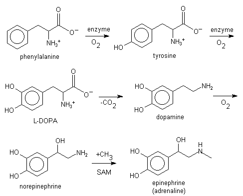 DLPA RXN Phenylalanine.GIF