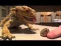 Bearded Dragon Attacks Grape