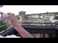 Cheetah on jeep, face to face, Masai Mara, Kenya