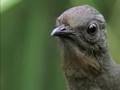 The Amazing Lyrebird of Australia - Unseen Footage