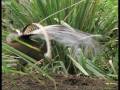 Attenborough: the amazing Lyre Bird sings like a chainsaw! Now in high quality - BBC Earth