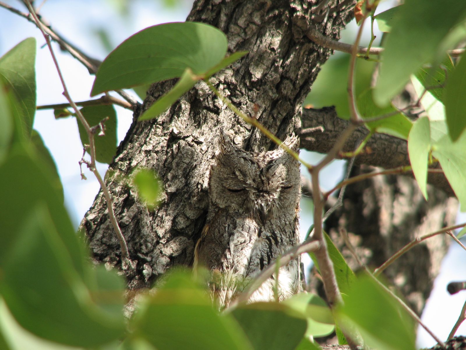  Owl with eyes closed in front of similarly coloured tree trunk partly obscured by green leaves