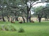 Kilimanjaro Safaris.