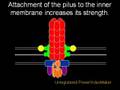 The Evolution of the Flagellum