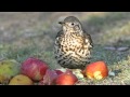 Know your thrushes - Song and Mistle