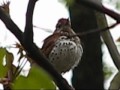 Wood Thrush singing song close-up