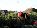 Greater frigate bird display