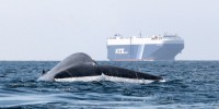 California Shipping Lanes Moved in Attempt to Avoid Killing Whales