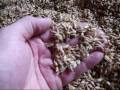 Making Malt at home. (Malted Barley) The Malting